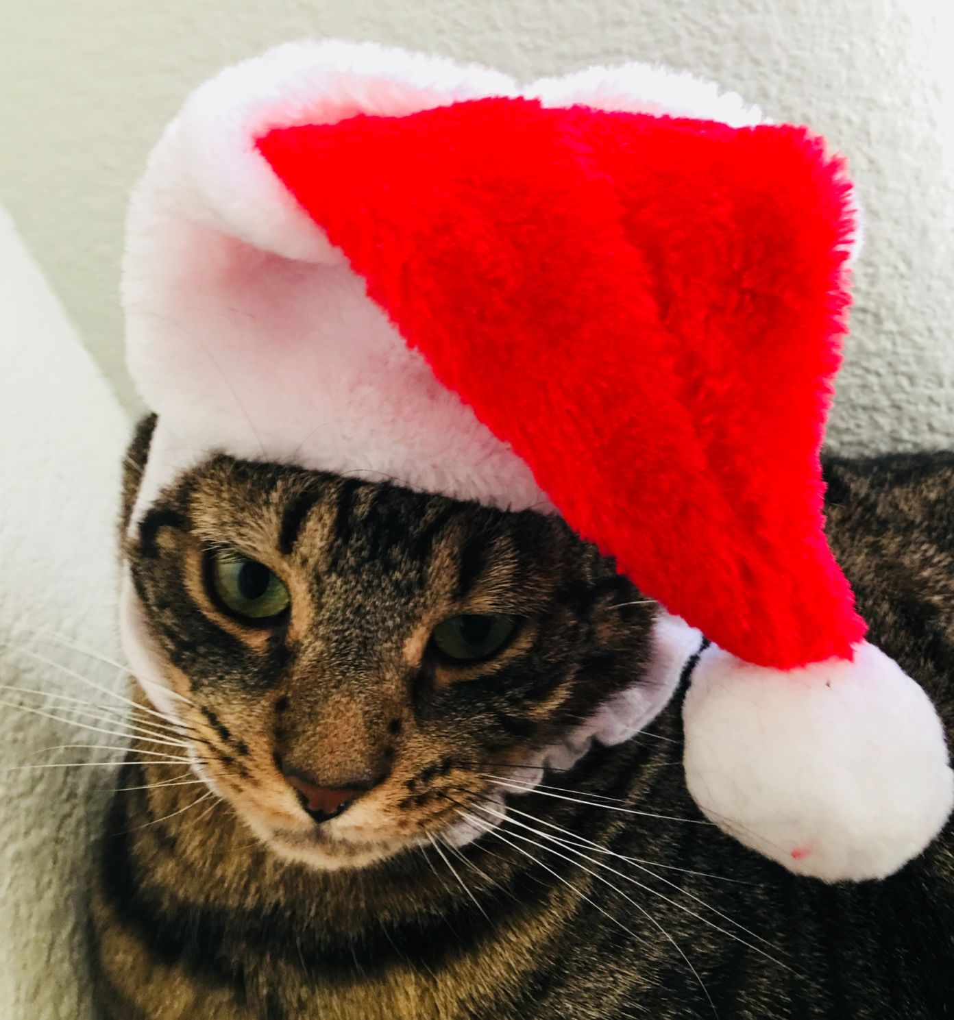 Christmas Cats 2018